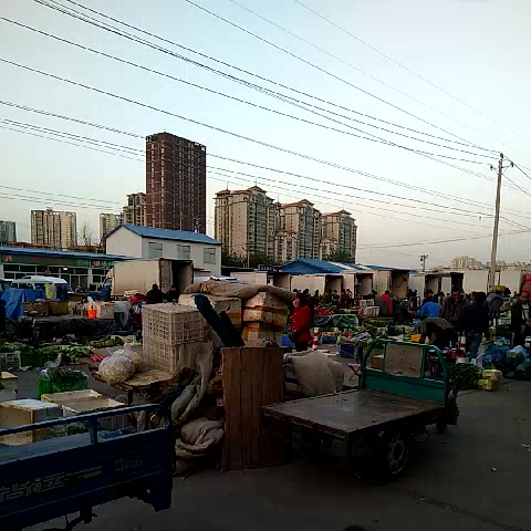 清晨的北京八里橋農產品批發(fā)市場 都市食用品的源頭與脈搏